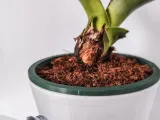 pooot-6