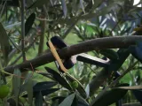 Tree Branch Spreader-3