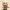 Chibi Ezio Assassin Creed
