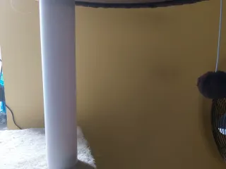 cat tree stems