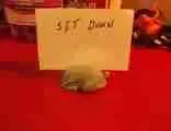 Turkey Card Holder-1