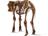 Elephant Skeleton – Highly Detailed Realistic Animal 3D Mode-5