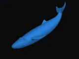 Blue whale-4