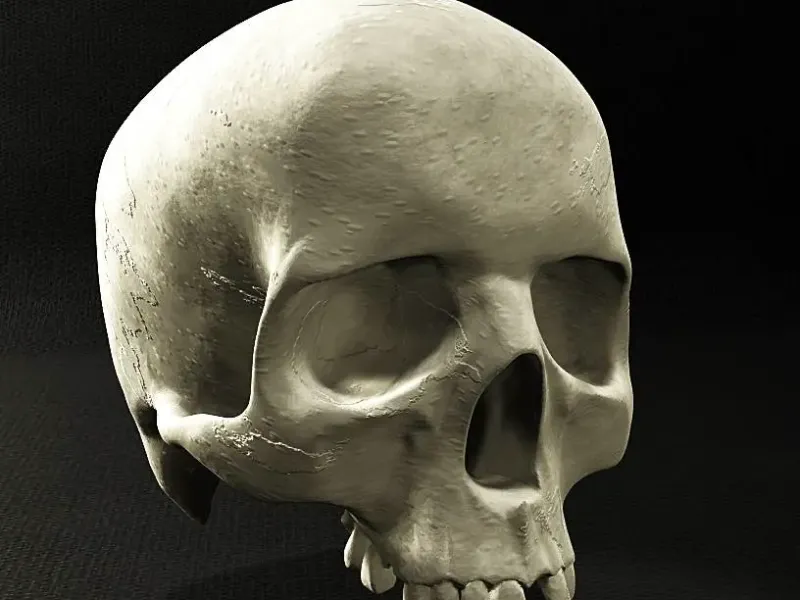 Cráneo humano