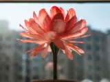 Fiore eterno-3