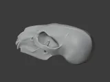 Black Bear Skull-1