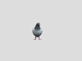 pigeon-2
