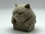 Chonky Box Kitten-0