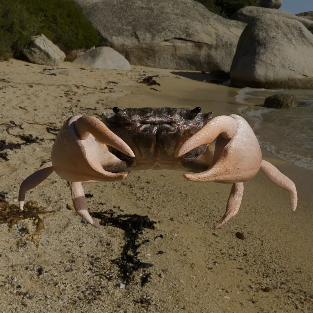 Crab