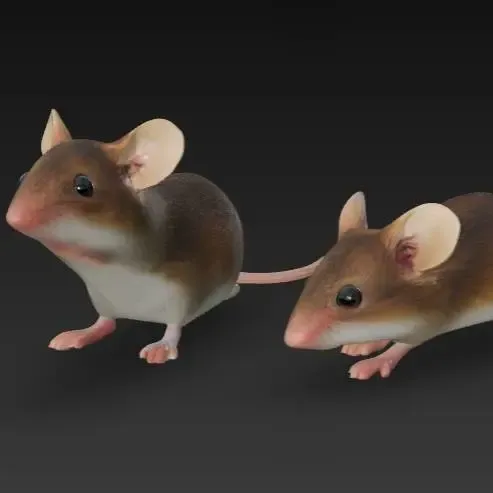 Maus / mouse