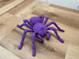 Araignée tarentule-0