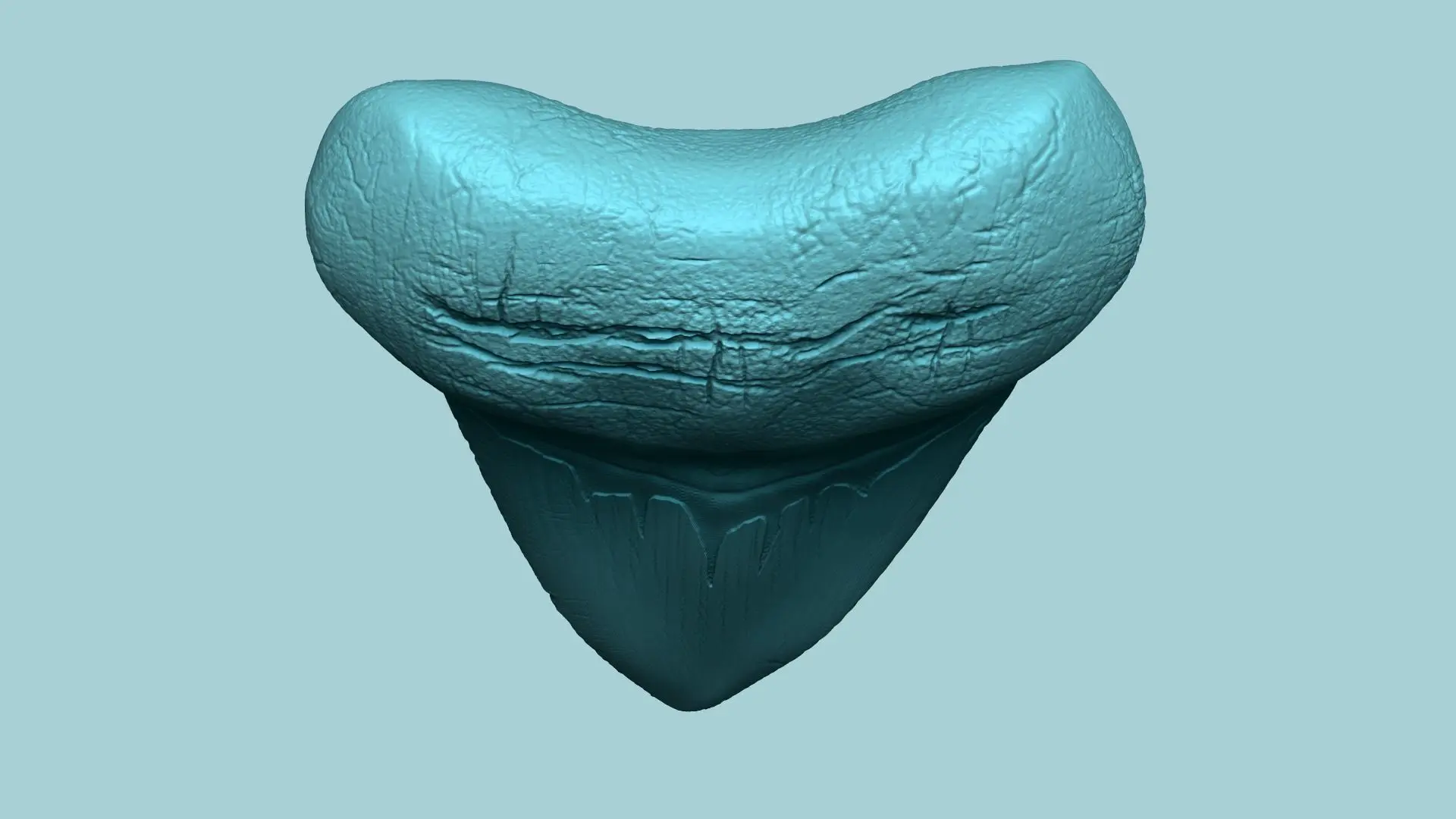 Megalodon-Zahn - Jurassic Fossil Echte Größe