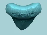 Megalodon Tooth - Jurassic Fossile Real Size-3