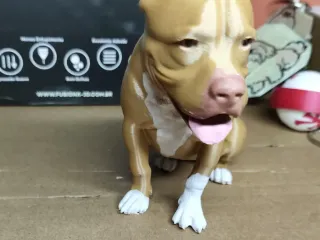 Pit bull sentado