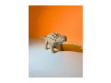 ankylosaurus-2