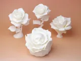 Skull Rose-7