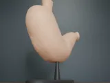 Human Stomach Cross Section Anatomy-4