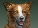 BORDER COLLIE-7