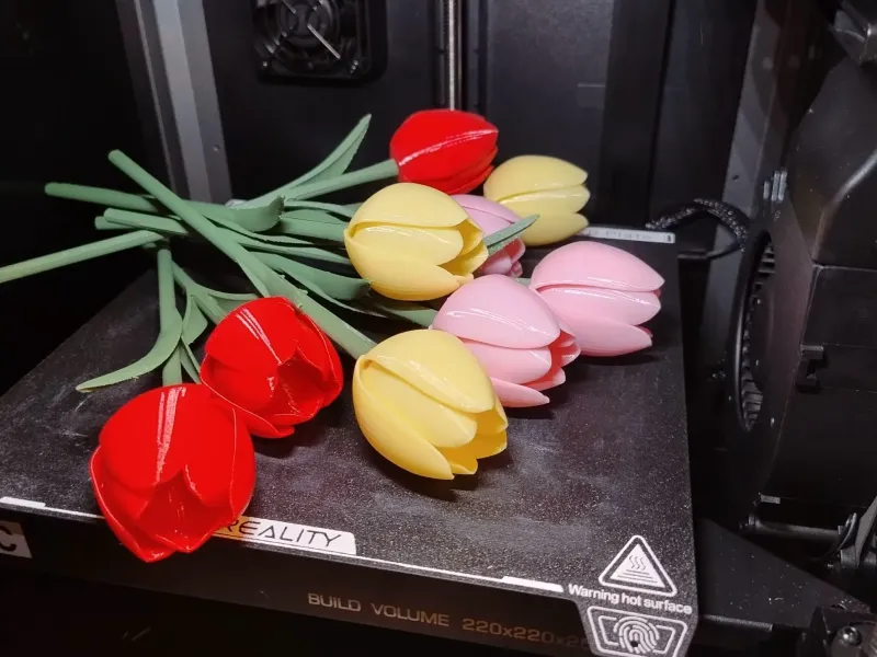 Tulpe