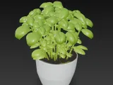 Basil Plant-1