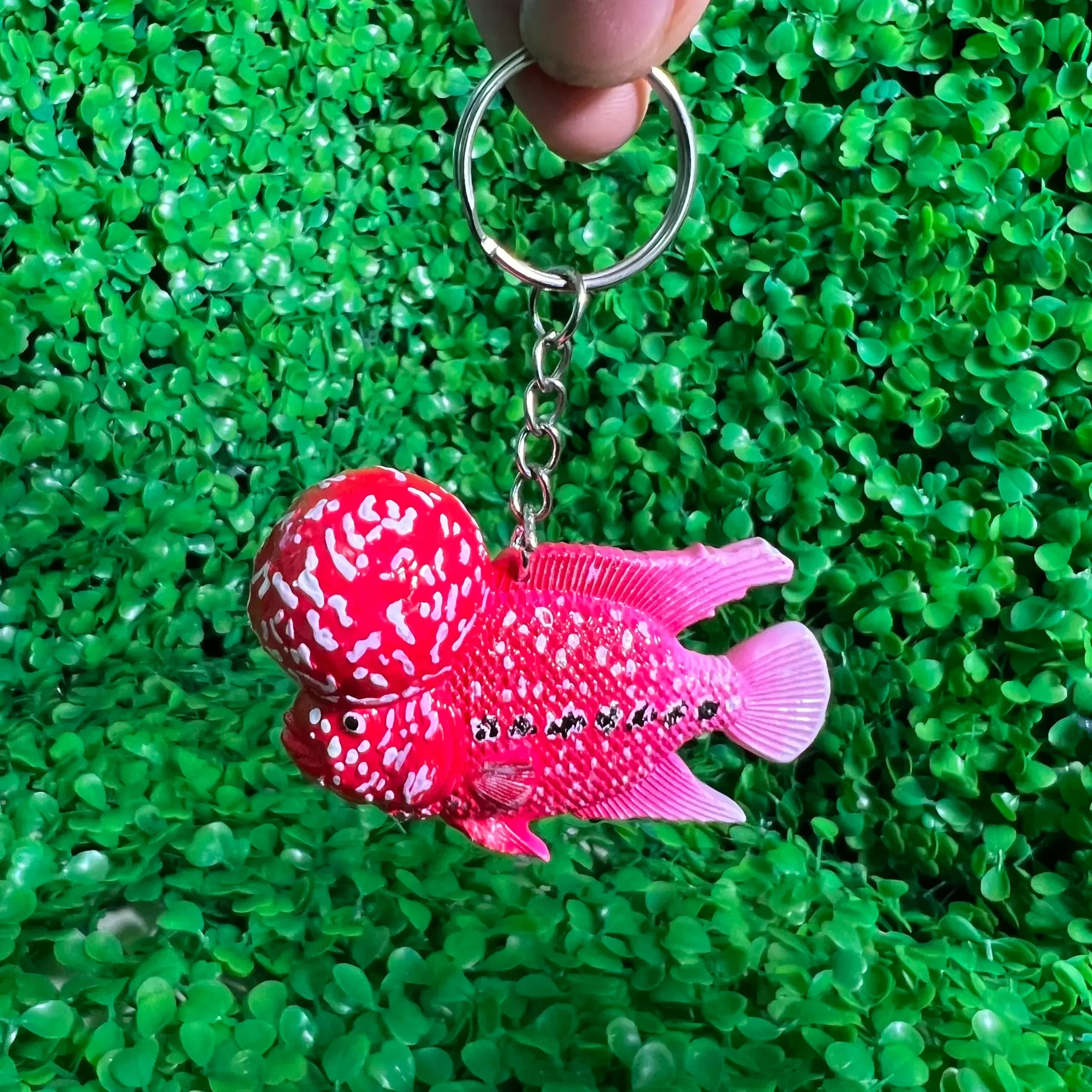 PEIXE CHIFRE DE FLOR - CICLÍDEO CHIFRE DE FLOR