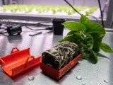 Seed Planter-0