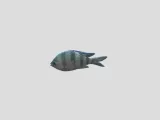 Fish-3