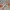 Gaia's Vengence Melee Valorant Knife