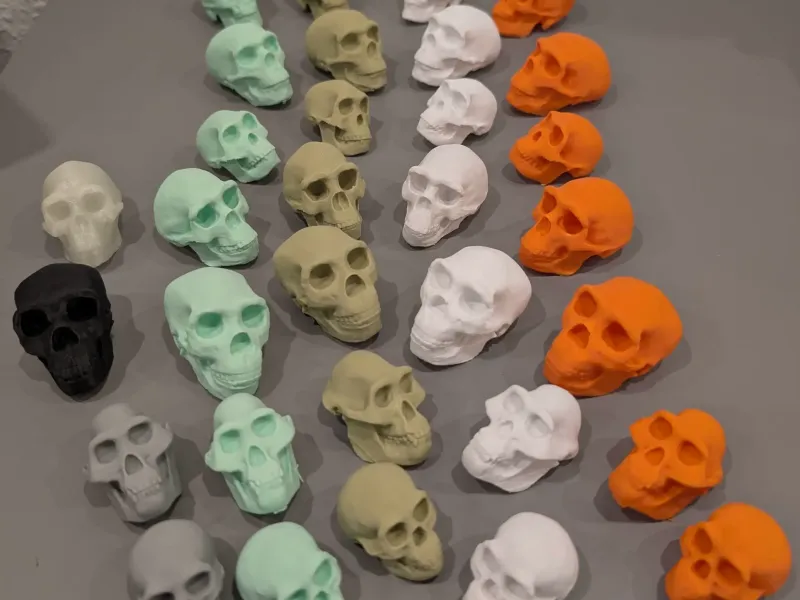 Hominin Skulls – Human Evolution Educational Set 💀🧬