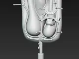 Testicles / Hoden-2