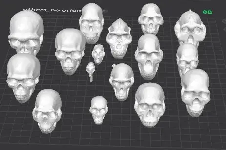 Hominin Skulls – Human Evolution Educational Set 💀🧬