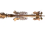 Dog Skeleton – Realistic Anatomical Animal 3D Model-6