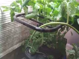 Aerogarden trellis-5