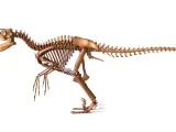Utahraptor Skeleton – Highly Detailed Prehistoric Dinosaur 3-2