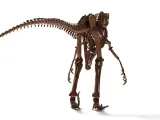 Utahraptor Skeleton – Highly Detailed Prehistoric Dinosaur 3-3