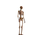 Human_Skeleton – Realistic Detailed Anatomical Bone Structur-6