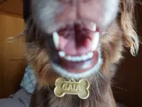 Dogtag Bone-1