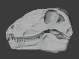 Dimetrodon Skull-1