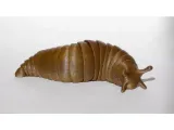 Slug-2