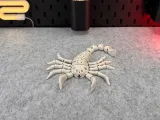 Scorpione Scheletro Flessibile-4