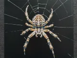 Spider-1
