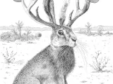 Jackalope-2