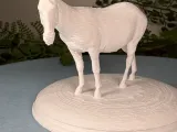 Zebra-1