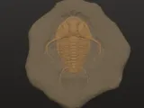 trilabite fossil -2