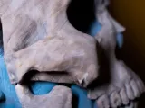 Skeleton Mask-5