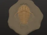 trilabite fossil -1