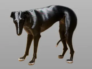 Galgo, Greyhound