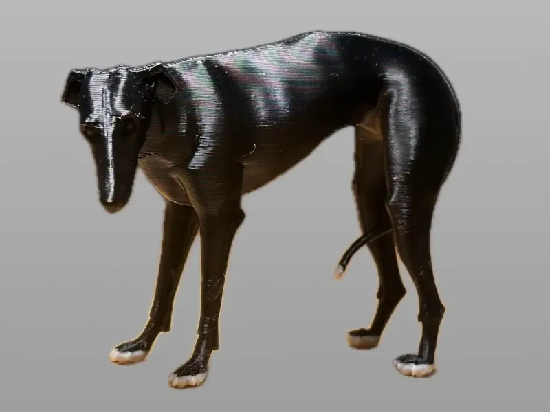 Galgo, Greyhound