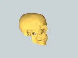 Skull-1