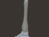 skeleton foot-0